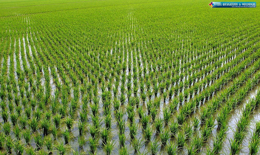 Adamawa rice farmers to benefit from RIFAN/CBN project HD wallpaper
