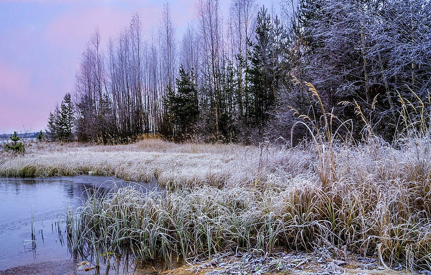 winter, frost, grass , section пейзажи, winter grassland HD wallpaper