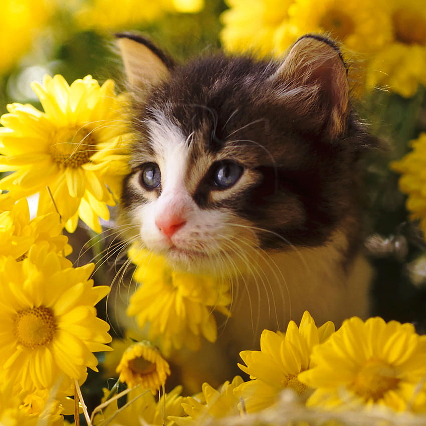 Cute Cat Wallpapers  World of Printables