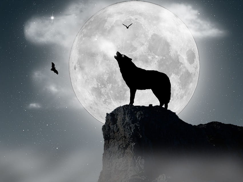4 Wolf Moon, serigala sendirian Wallpaper HD