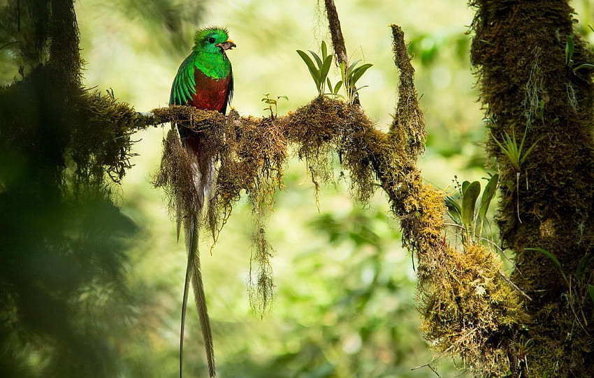 branches, bird, jungle, bokeh, mining, Quetzal HD wallpaper