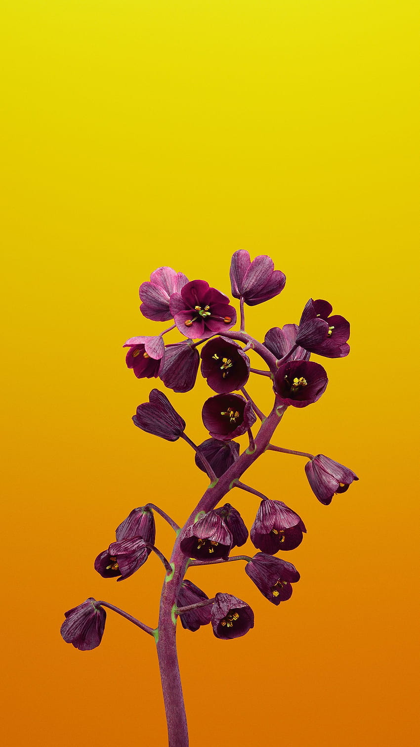 Çiçekler ve Bitkiler üzerine Suzanne Brown, dikey yay HD telefon duvar kağıdı
