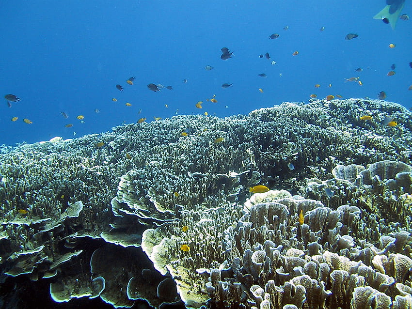 Underwater in the Bunaken National Marine Park HD wallpaper