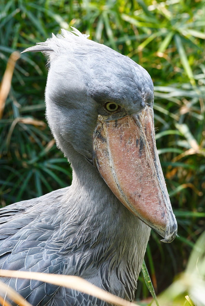 26 Weird and Unusual Animals Around the World, shoebill stork HD phone wallpaper