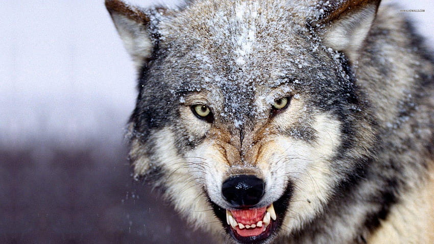 Wolf ·① amazing full backgrounds for HD wallpaper
