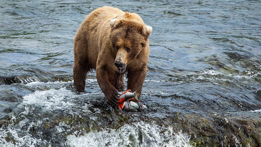 Brown bears feed at Brooks Falls in Katmai National Park and, katmai national park and preserve HD wallpaper