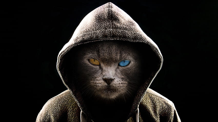 Cool Cat แมวที่เจ๋งที่สุด วอลล์เปเปอร์ HD