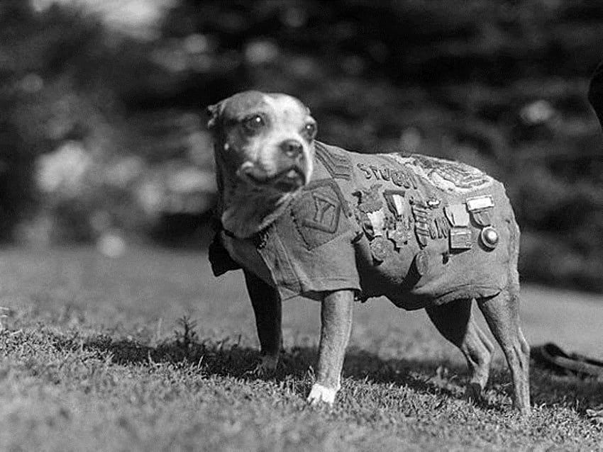เรื่องราวของ ร.อ. Stubby สุนัขฮีโร่แห่งสงครามโลกครั้งที่ 1 Sgt stubby ฮีโร่ชาวอเมริกัน วอลล์เปเปอร์ HD