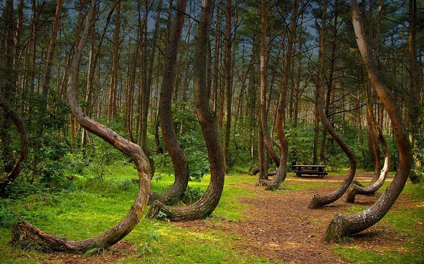 Crooked Forest Poland HD wallpaper