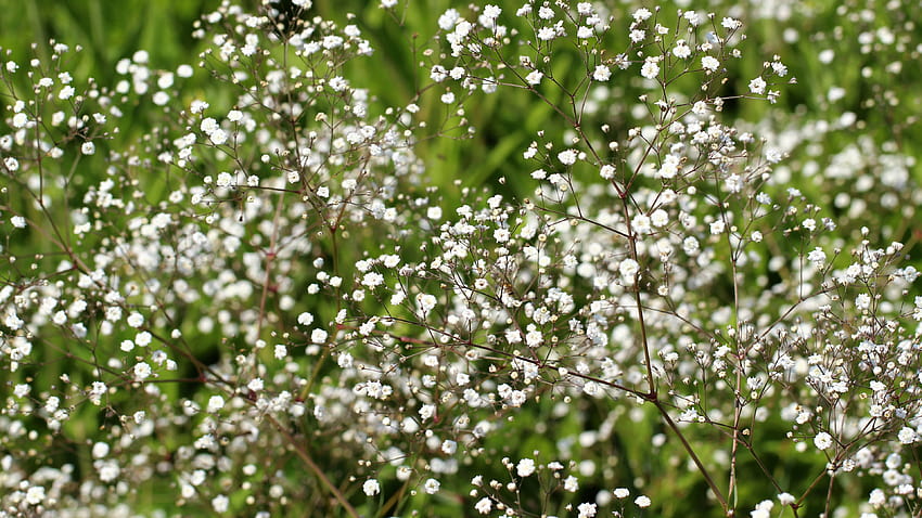 Tiny Flower with Baby's Breath Flower, babys breath HD wallpaper