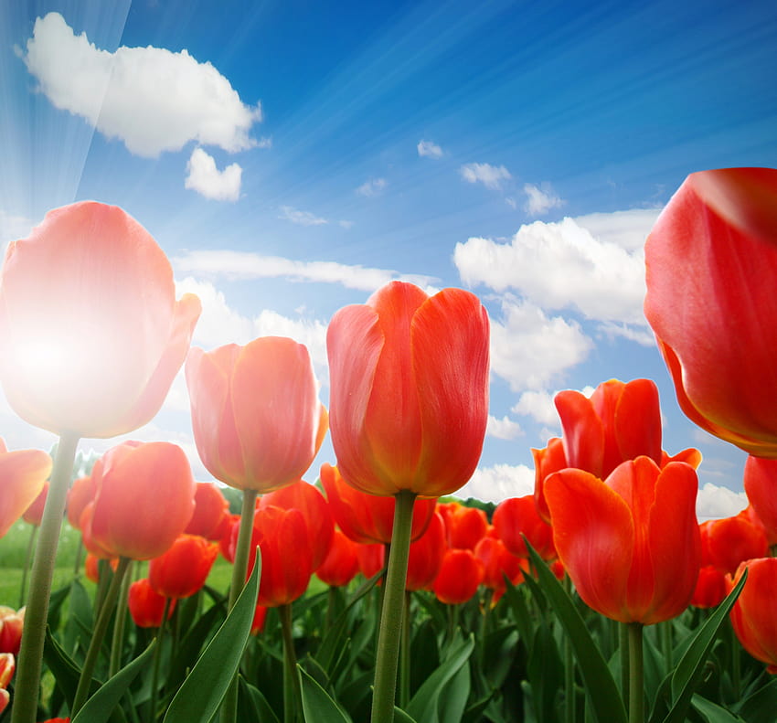 Tulip Red Spring Sunshine Flowers For Wallpaper HD