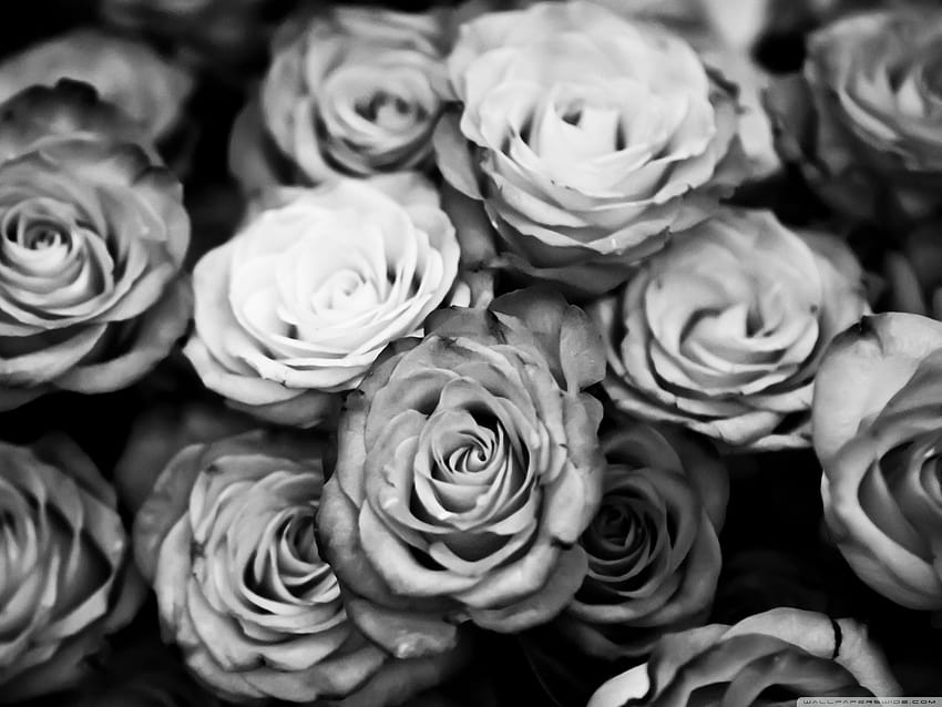 Roses Black And White ❤ pour Ultra TV, mignon tumblr noir blanc Fond d'écran HD