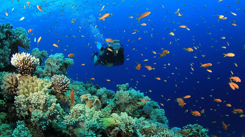 Scuba diving diver ocean sea underwater fish HD wallpaper