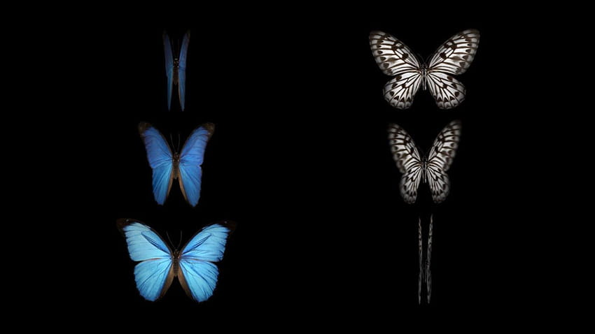 REQUEST] Butterfly live for iOS. Can we please port over the live butterfly  for Apple Watch to the iPhone? : jailbreak HD wallpaper | Pxfuel