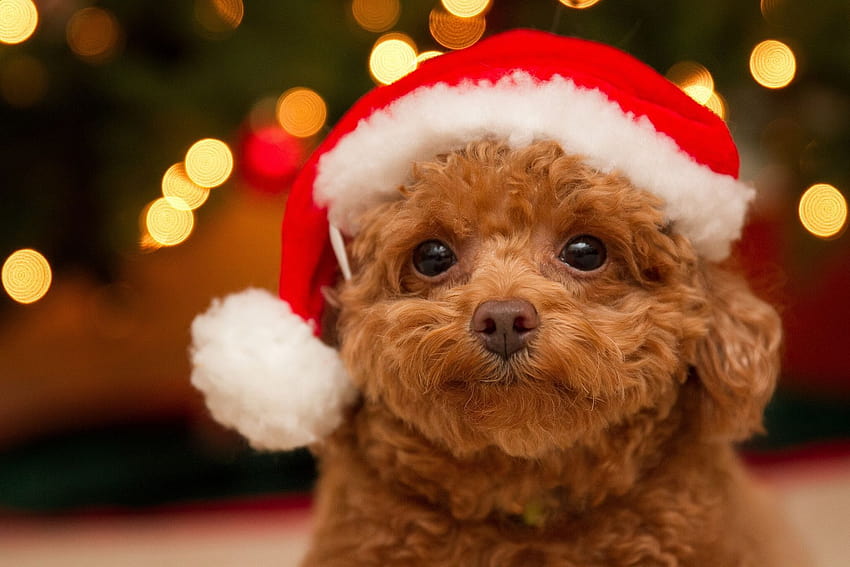 Cute Christmas Puppy Wallpapers  Top Free Cute Christmas Puppy Backgrounds   WallpaperAccess