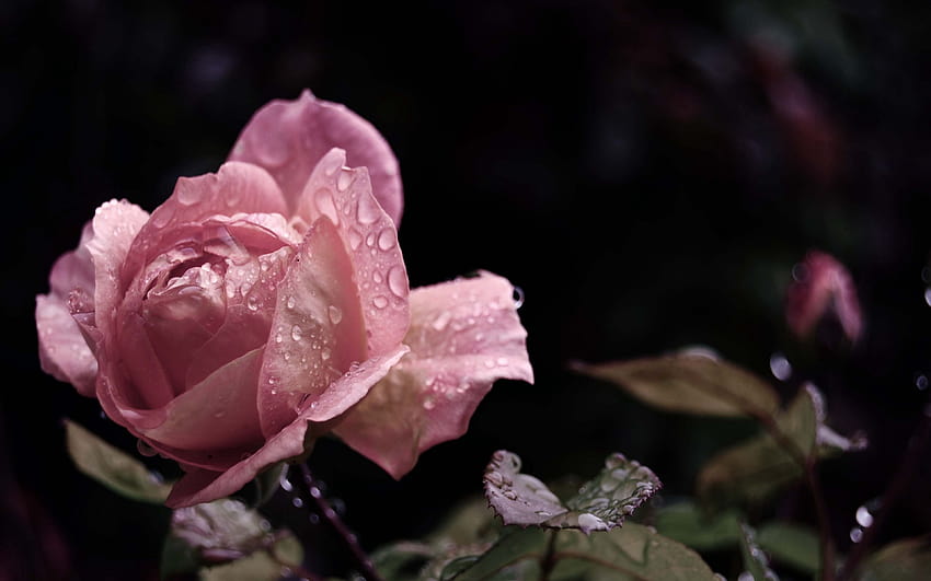 3840x2400 rose, flower, bud, leaf, drops, rain ultra 16:10 backgrounds, flower and rain HD wallpaper