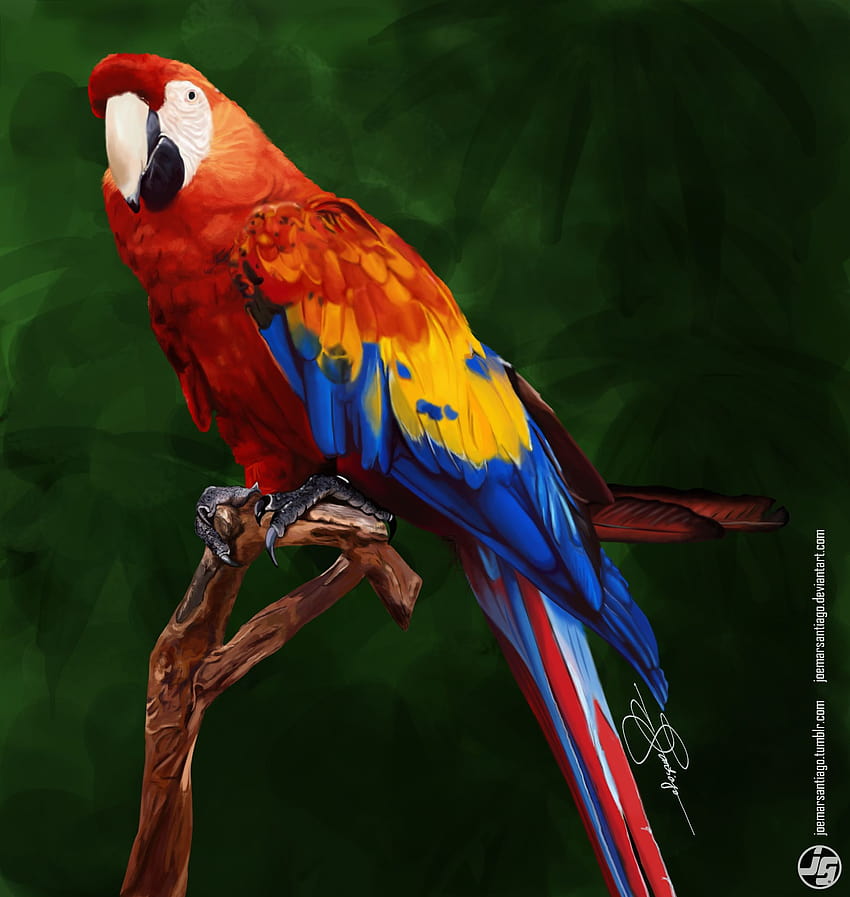 : Colorful Parrot, macaw colourful HD phone wallpaper