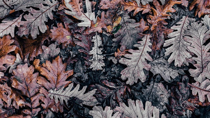 1366x768 autumn, leaves, fallen tablet, falling oak leaves HD wallpaper