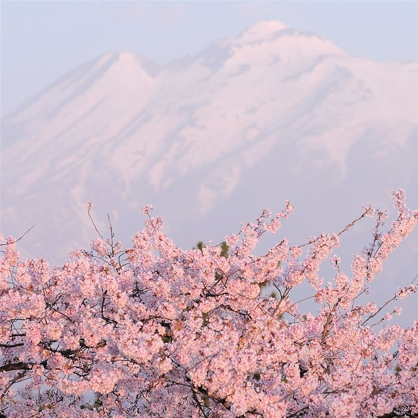 Cherry Blossom iPad, cherry blossoms aesthetic HD phone wallpaper