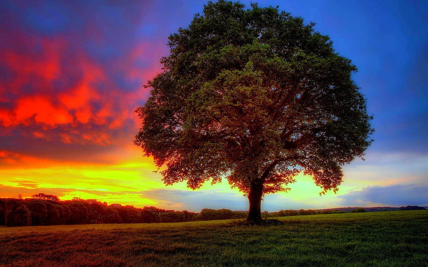 : Lonely Tree, lonely tree with lights HD wallpaper