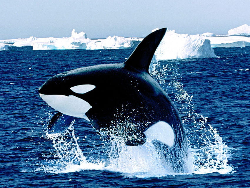 Emerging orca killer whale backgrounds HD wallpaper