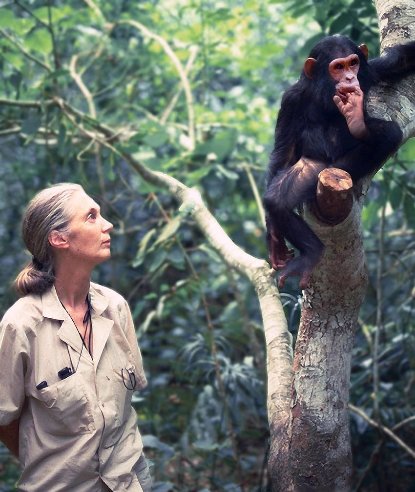 Jane Goodall Institute HD phone wallpaper | Pxfuel