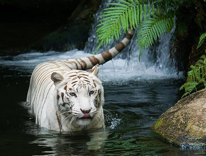 84 Gambar Harimau Putih Paling Bagus, macan putih siliwangi HD-Hintergrundbild