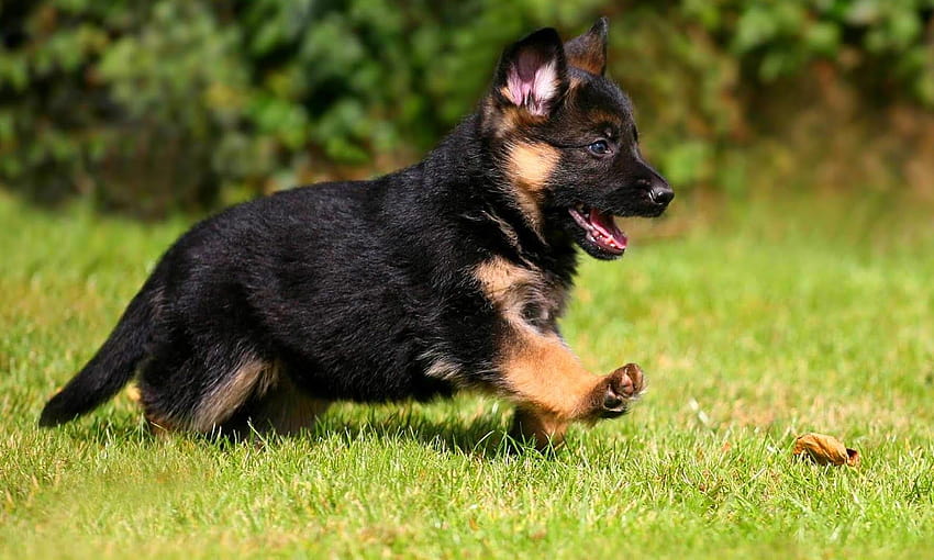 German Shepherd Puppy, baby k9 dog HD wallpaper | Pxfuel