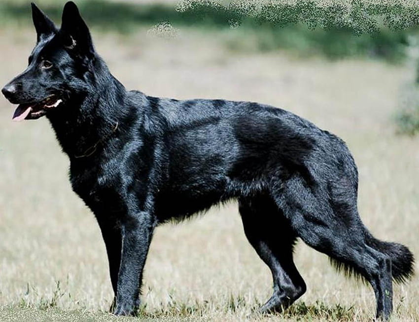 Black German Shepherd , Backgrounds HD wallpaper | Pxfuel