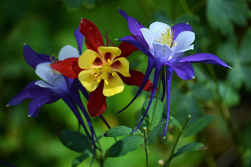 Columbine Flowers Retina Ultra ดอกโคลัมไบน์ที่สวยงาม วอลล์เปเปอร์ HD