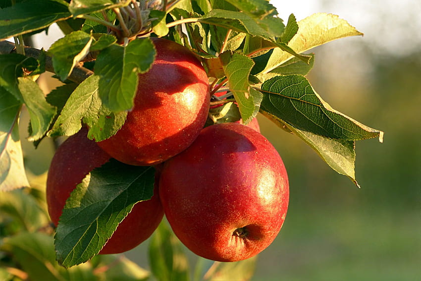 In Sunlight Apple Tree In 1920x1280p, apple orchard HD wallpaper
