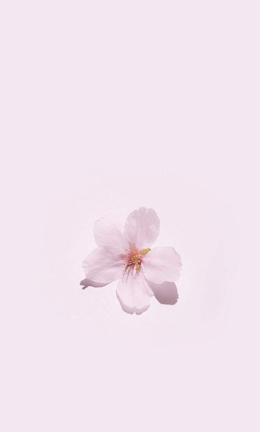 tidak salah oғ jaѕмιn, bunga estetika pastel wallpaper ponsel HD