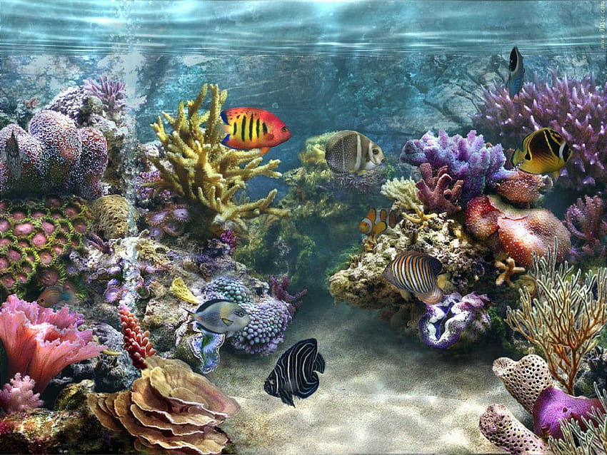 Fish tank live HD wallpapers | Pxfuel