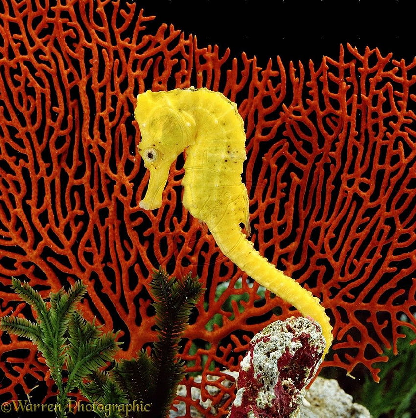 seahorse, hippocampus HD phone wallpaper
