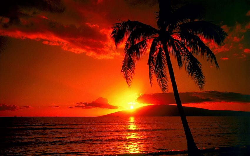 Tropischer Sonnenuntergang und Meer, LED-Neonschilder, coole