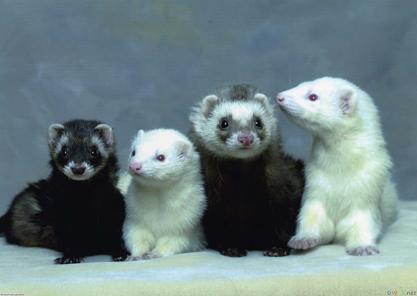 6 Cute Ferret, baby ferrets HD wallpaper