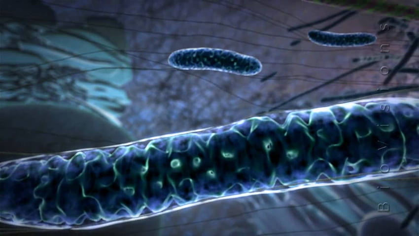 Powering the Cell: Mitochondria HD wallpaper