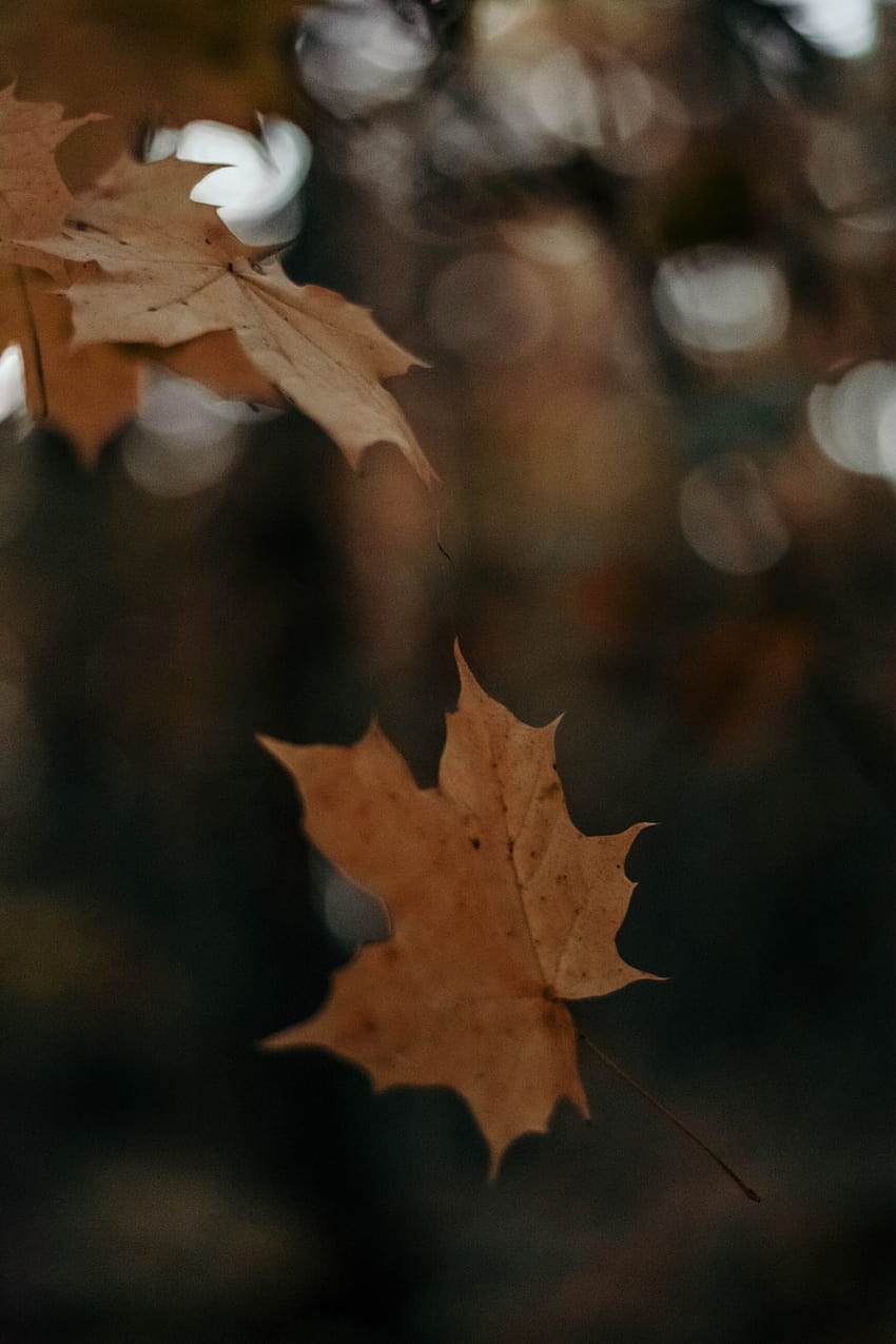 乾燥カエデの葉 – 植物、乾燥葉 HD電話の壁紙