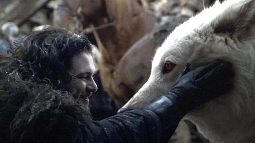 Game of Thrones finale reunites Jon Snow and Ghost for one pawfect scene HD  wallpaper | Pxfuel