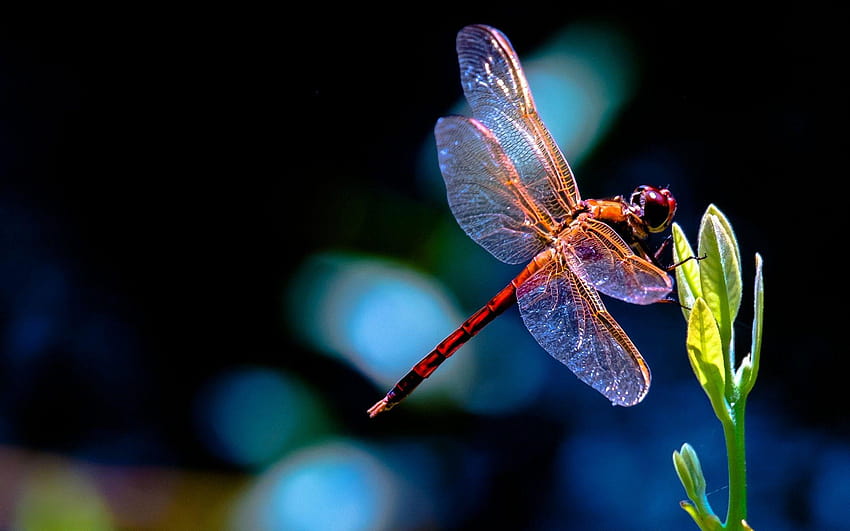 Dragonfly, capung 3d HD wallpaper | Pxfuel