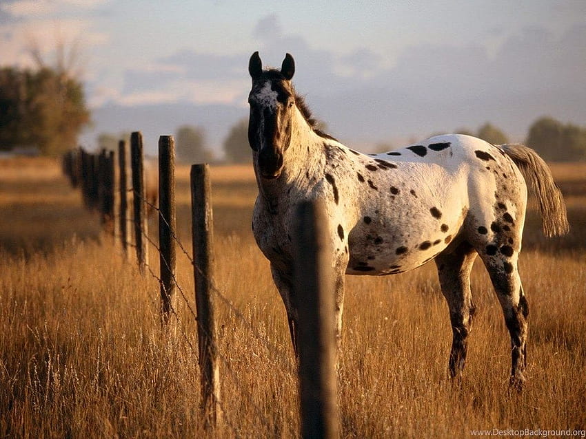 Palomino Horse Backgrounds HD wallpaper | Pxfuel
