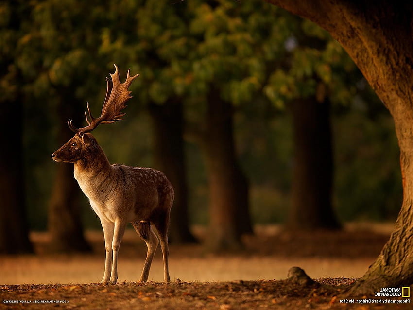 deer trees blurred depth of field fall animals horns HD wallpaper