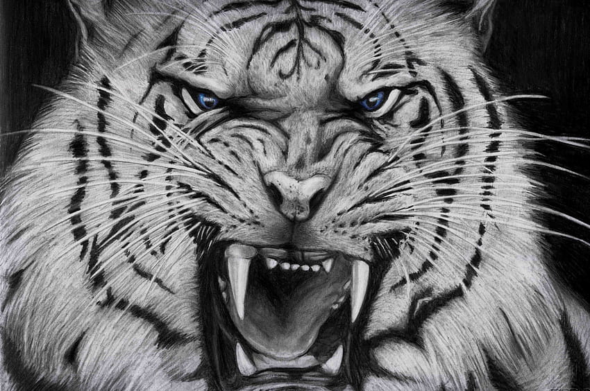 Angry White Tiger [4644x3354] para tu, móvil y tableta fondo de pantalla