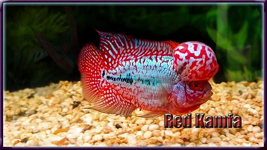 red kamfa flowerhorn, flower horn fish HD wallpaper