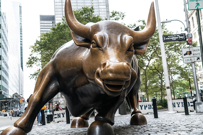 Wall Street Bull Stock Market, stock market bull HD wallpaper | Pxfuel