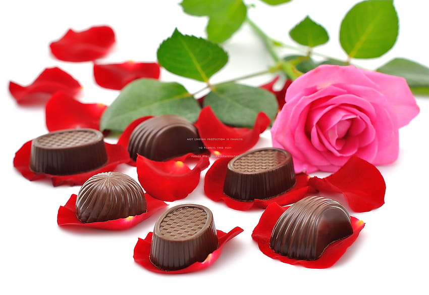 Chocolate day roses HD wallpapers | Pxfuel