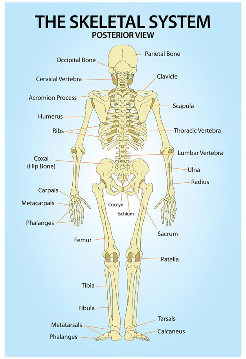 Affiche d'impression d'anatomie de vue postérieure de système squelettique Fond d'écran de téléphone HD