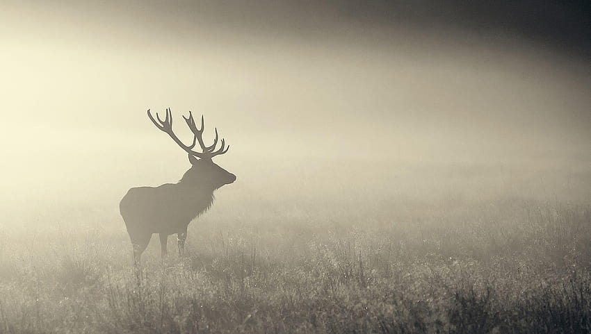 霧の中で一匹の赤い鹿鹿.. 高画質の壁紙