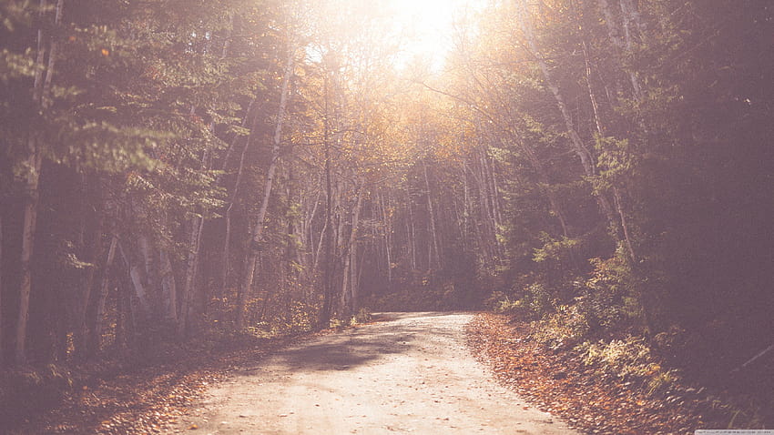 Vintage Forest Road for Ultra TV [3840x2160] for your , Mobile & Tablet, ultra environment HD wallpaper