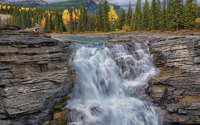 Athabasca Falls in Jasper National Park HD wallpaper